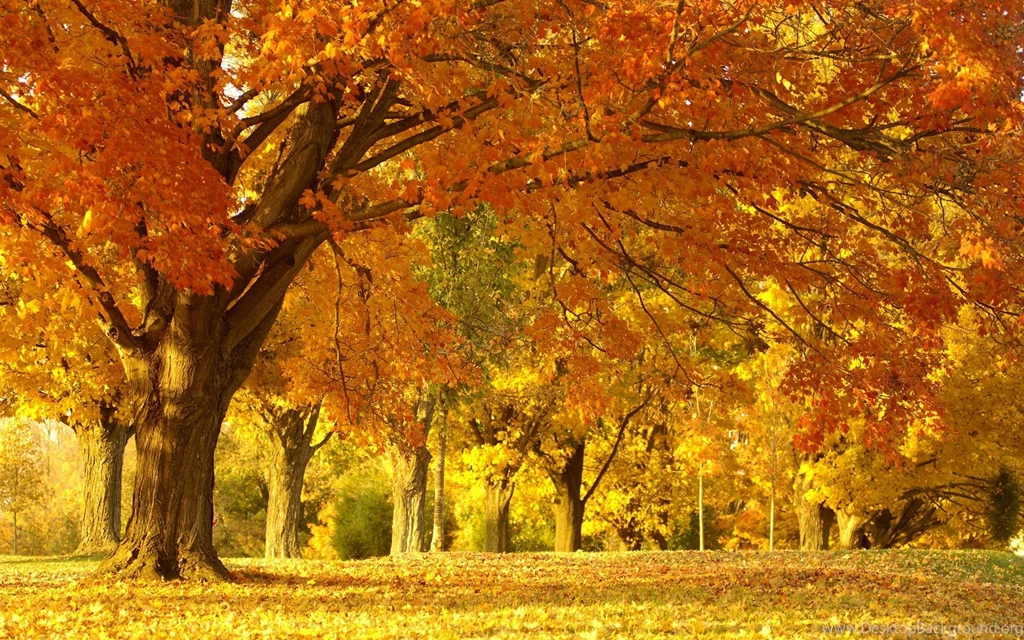 Autumn Is Not For Fretting