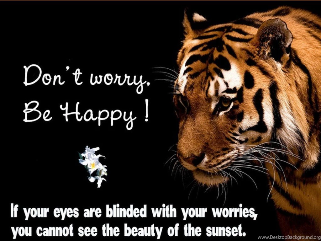 Cats: Truer Words Spoken Beautiful Comment Gorgeous Tiger Don Free ...
