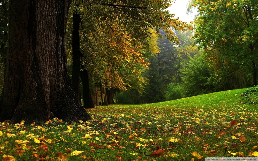 Forest 1836136