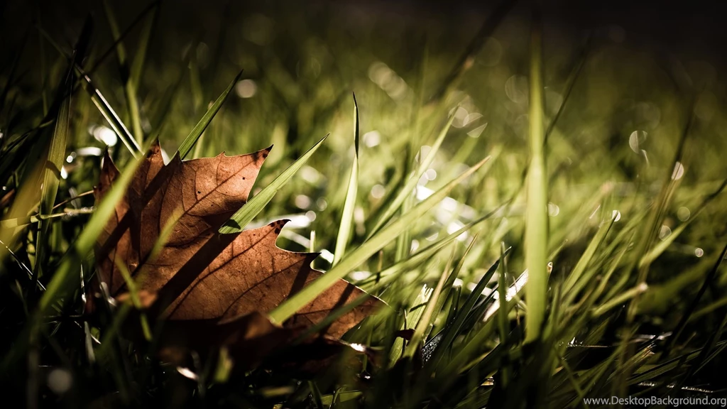 Free Superb Wallpapers Full HD