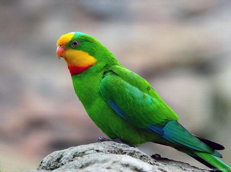 Free Wallpapers Superb Parrot