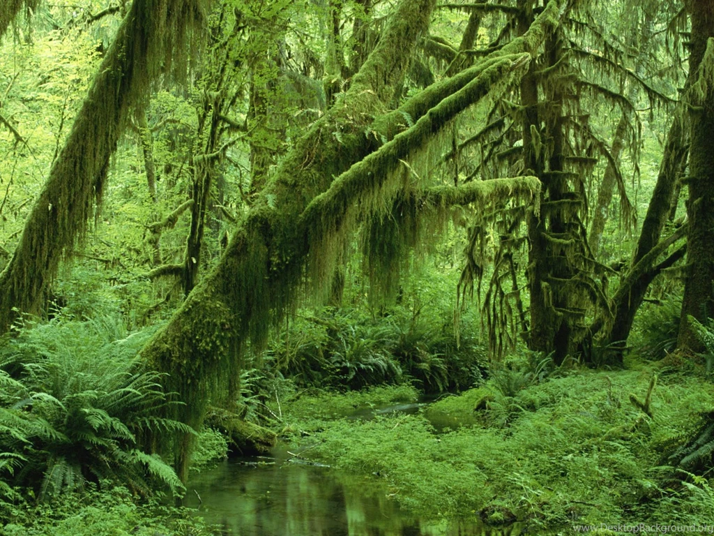 SUPERB FOREST WALLPAPER   (