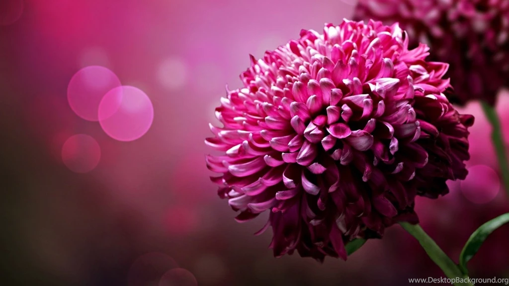3D Flower Wallpapers For Desktop.jpg