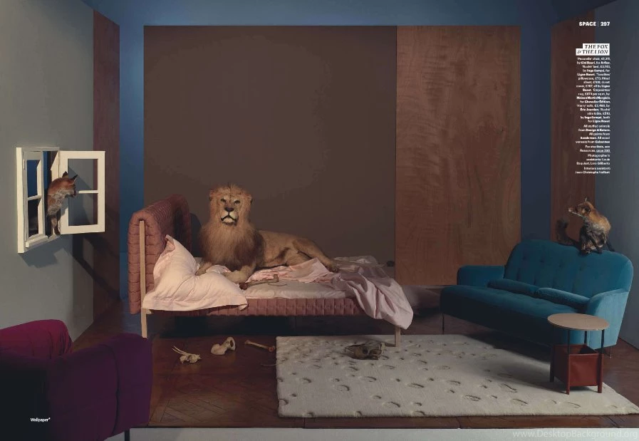Animal Collective — ERIN WILLIAMSON