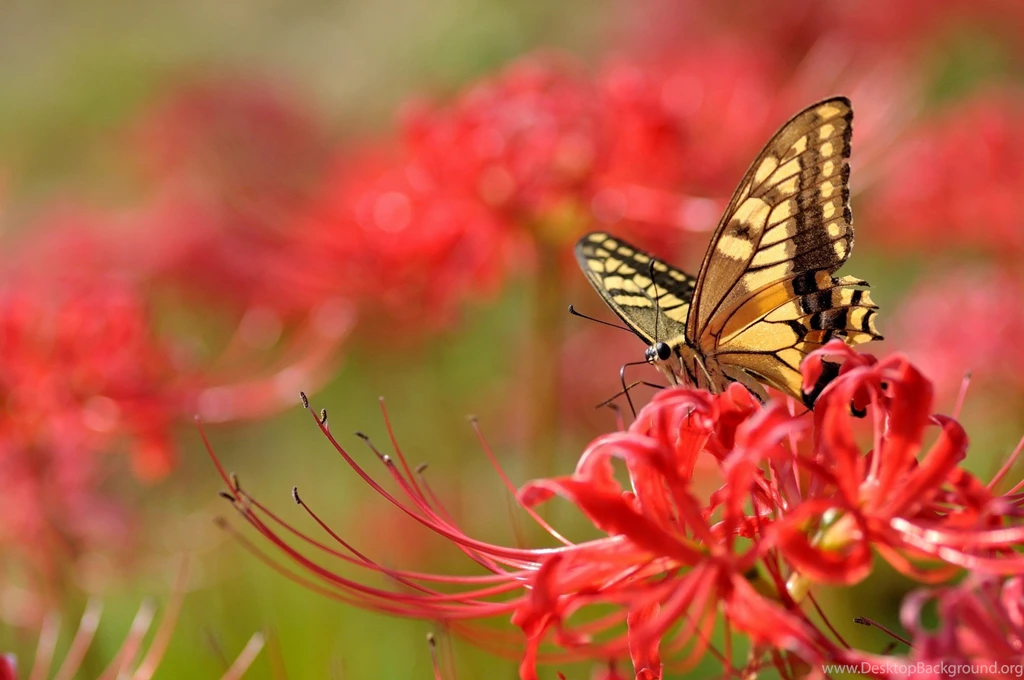 Butterfly On Red Flowers Wallpaper Backgrounds 7334 2048 X 1360 ...