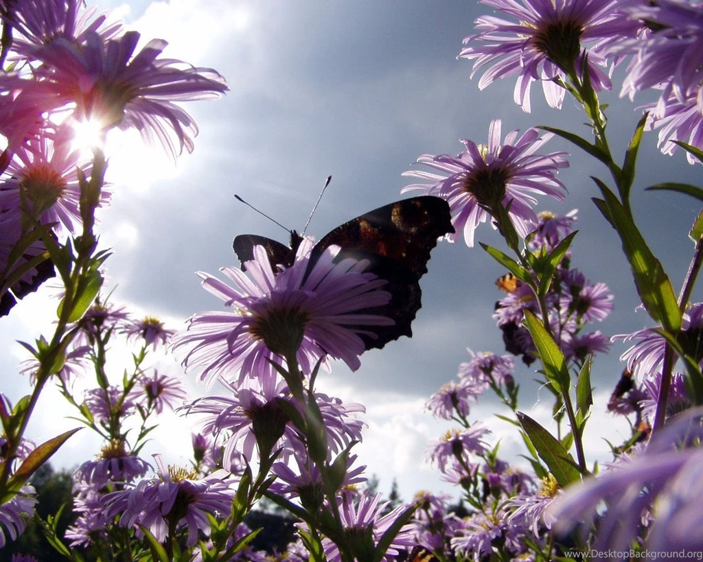 Download Wallpapers 1280x1024 Butterfly, Flowers, Sun, Garden ...