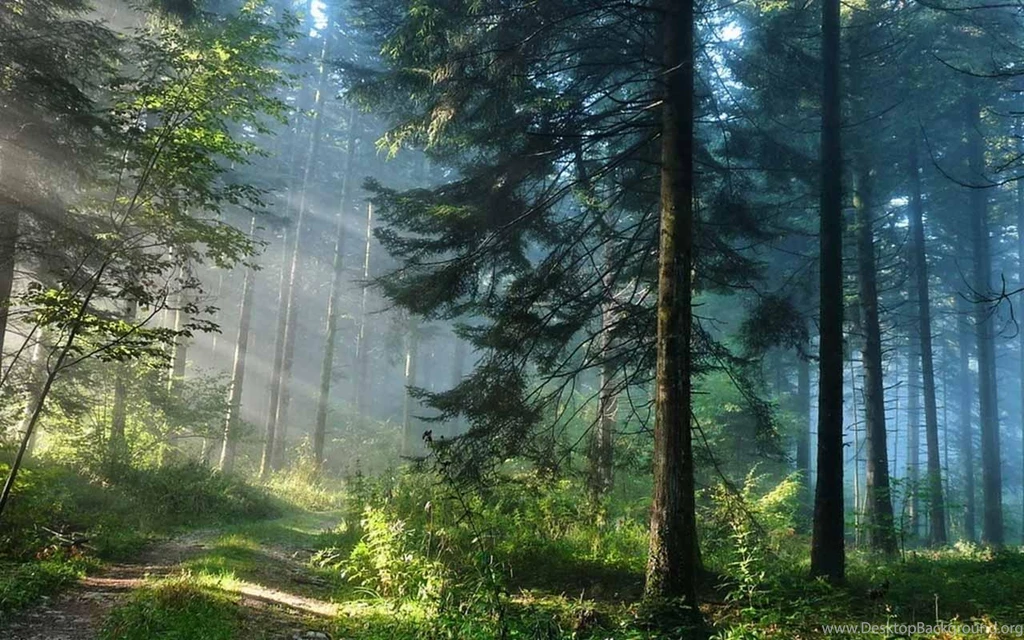 Download 3D Green Forest For Android, 3D Green Forest 1.0 Download