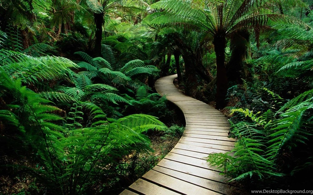 1680x1050 Jungle Tropical Boardwalk Wallpapers Desktop Wallpapers ...