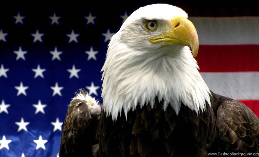 American Eagle (
