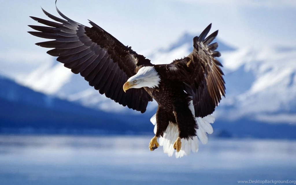 Desktop bald eagles facts and pics.jpg