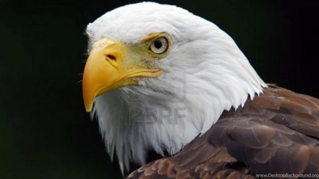 High Definition Eagle Wallpapers For Free Download