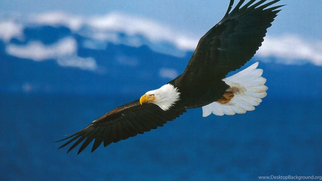 High Definition Eagle Wallpapers For Free Download