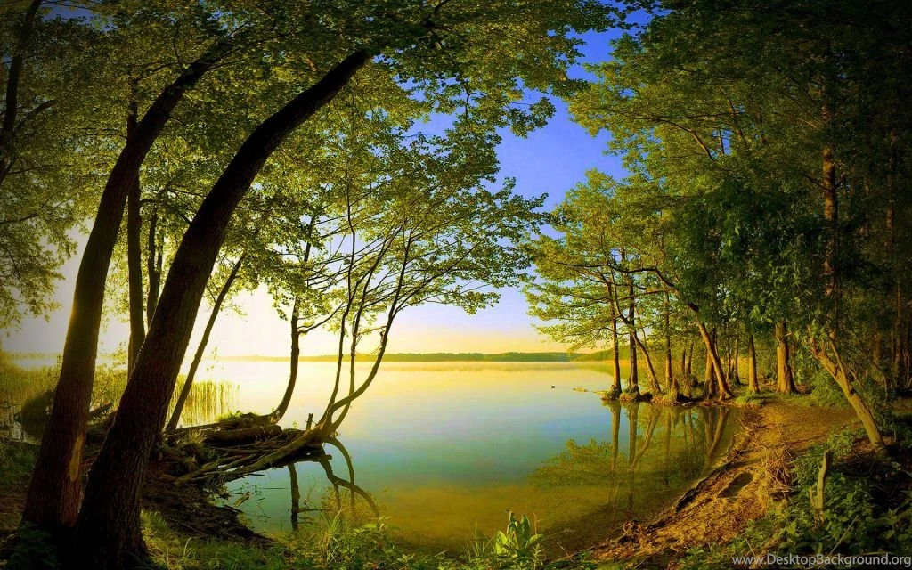 Innovation 3D Nature Forest Wallpapers