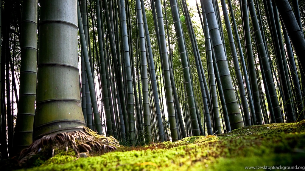 3d abstract Wallpapers Bamboo Lanscape Forest 4000x2250 Wallpapers ...