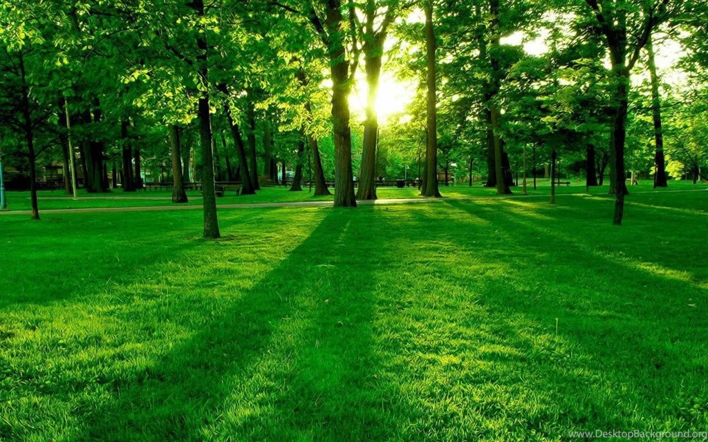 3D Real Depth Forest Android Apps & Games On Brothersoft.com