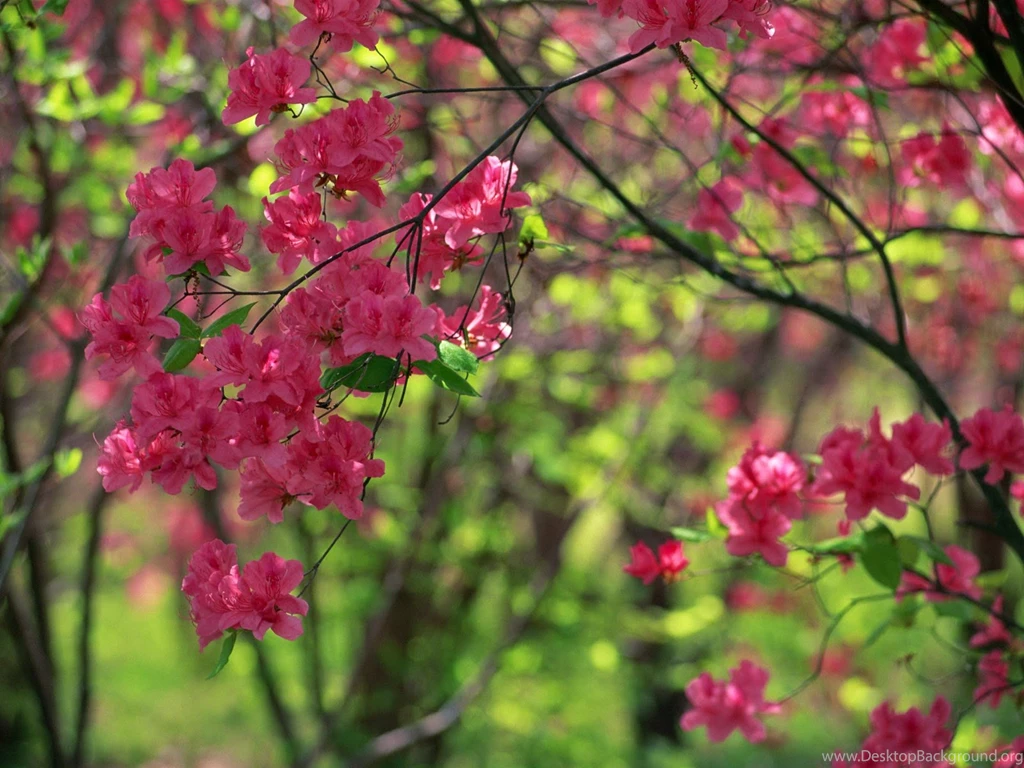 Beautiful HD Wallpapers : Nature Wallpapers Desktop 3D