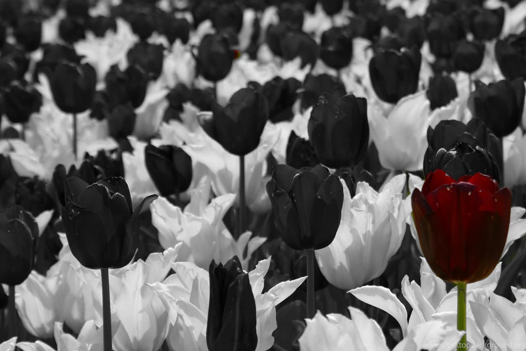 BLACK WHITE AND RED TULLIPS WALLPAPER (