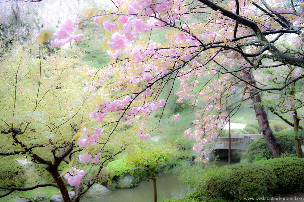 Jeffrey Friedl's Blog » Cherry Blossoms In The Rain At The Heian ...