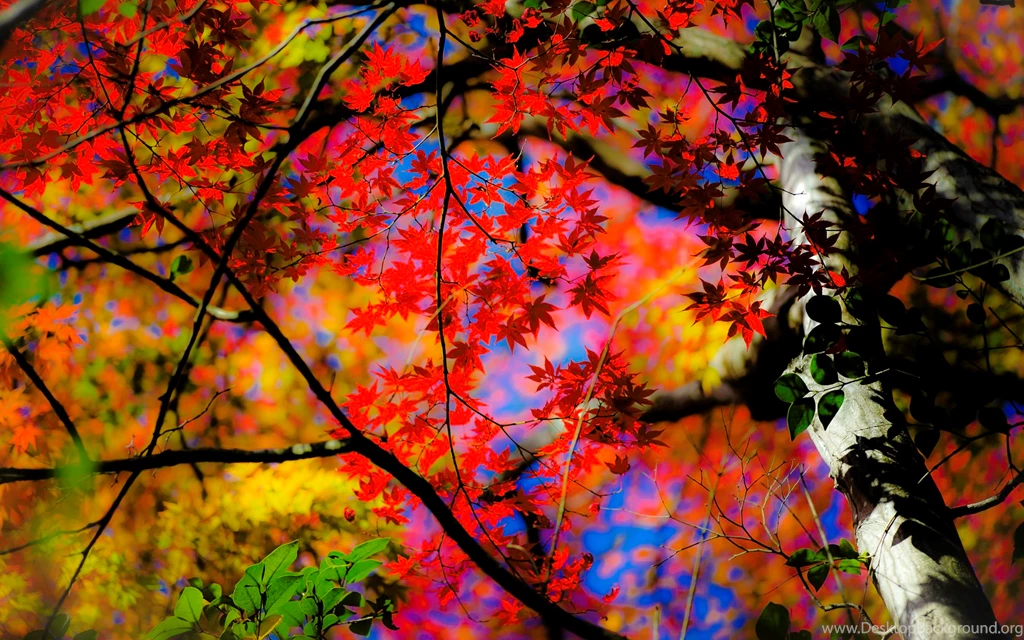 Jeffrey Friedl's Blog » Kyoto Fall Color Preview With Impact ...