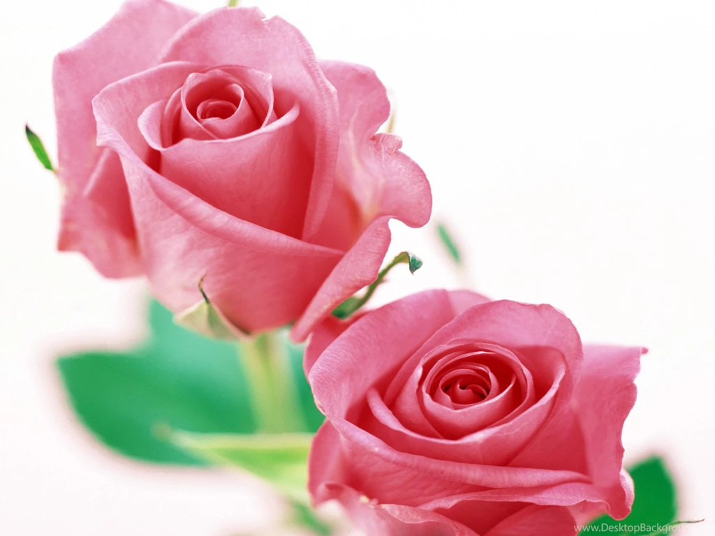 White Rose Wallpapers