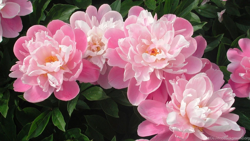 Pink and white cute best flowers wallpapers By VDelta ...