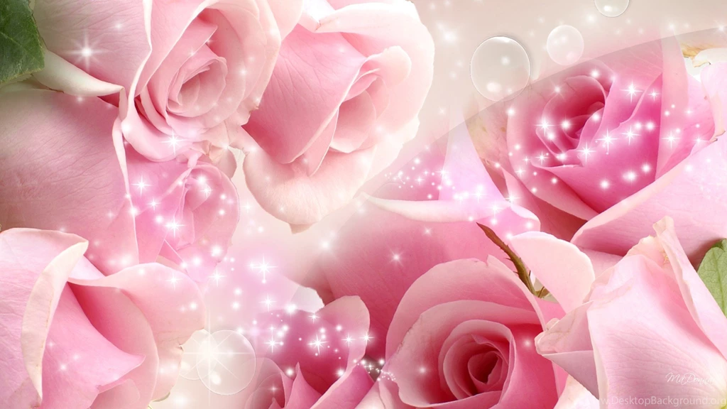 Pink Roses HD Wallpapers Free Download