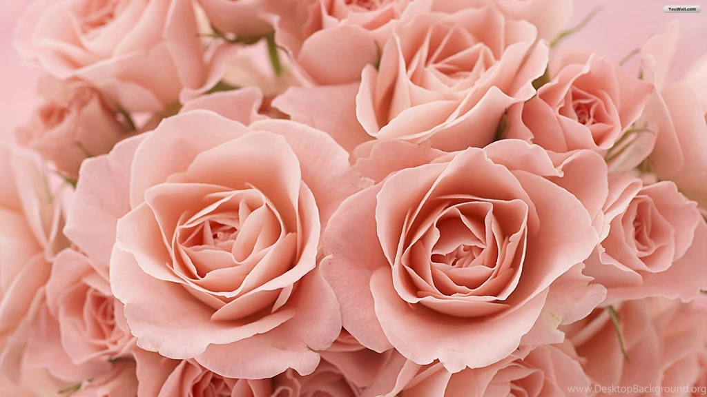 Best Rose Day Quotes 2016 For Your Crush Happy Valentines Day ...