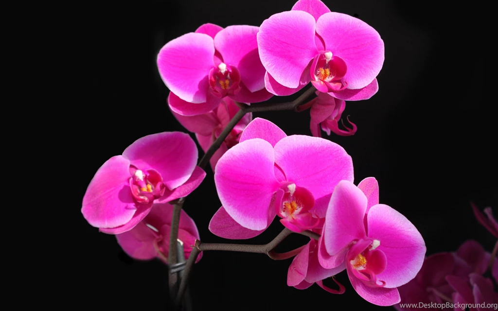 Flowers Archives Page 18 Of 19 HD Wallpapers Source