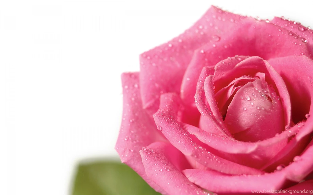 Friendship Flowers Images And Wallpapers Download