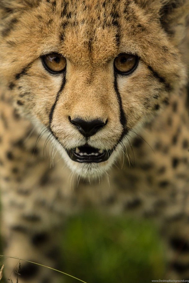 Cheetah Cub Up Close And Personal   Traveler Photo Contest 2012 ...