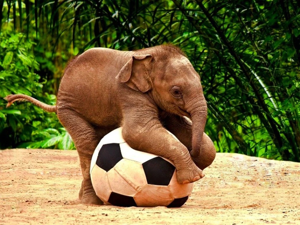 Desktop images of animated elephants download.jpg