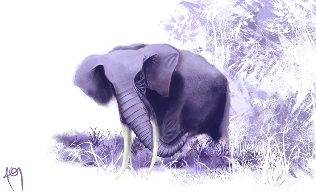 Elephant Computer Wallpapers, Desktop Backgrounds