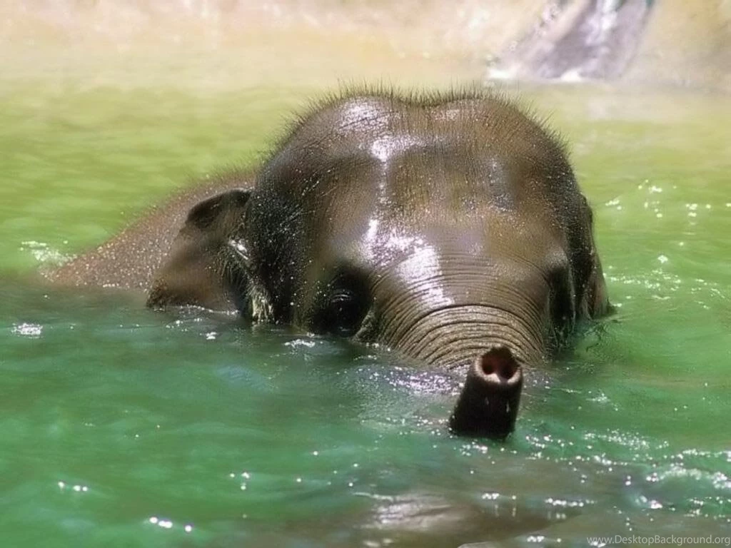 Desktop Wallpapers · Gallery · Animals · Happy Baby Elephant
