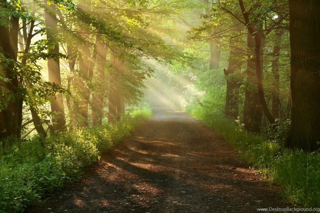 Backgrounds Path Through Trees, Sunlight Deposit Goodness Gracious Me