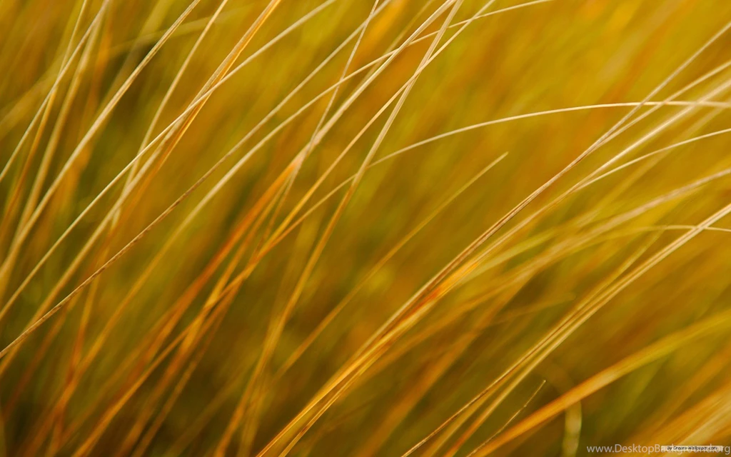 Free Wallpapers Free Nature Wallpapers Windows 8 Themes ...