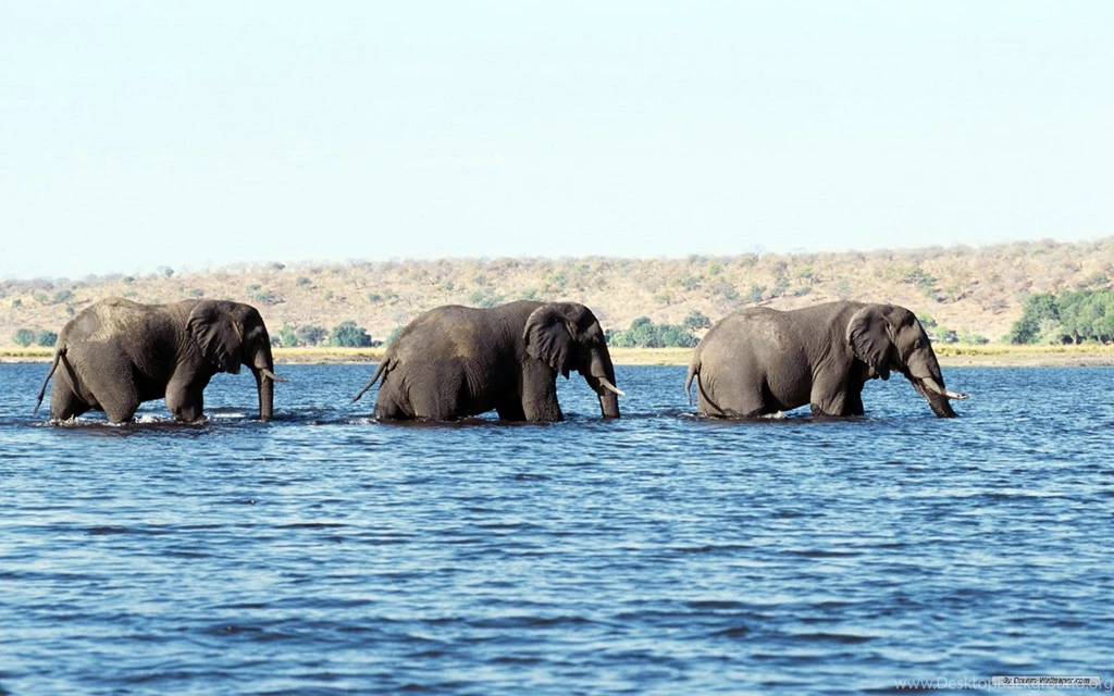 Free Wallpapers Free Animal Wallpapers Elephant Wallpapers ...