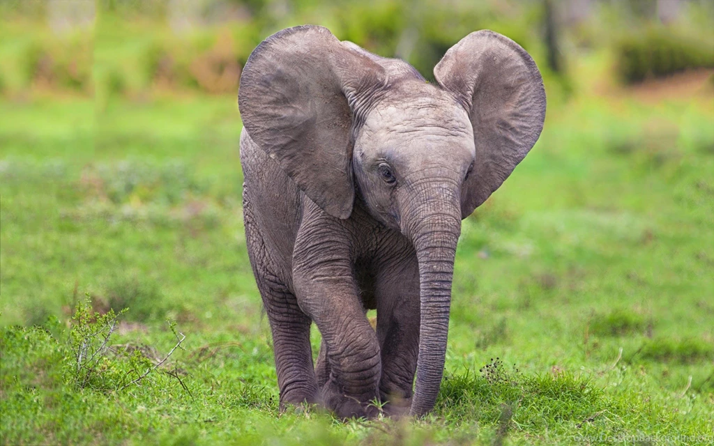 Elephant HD Photos