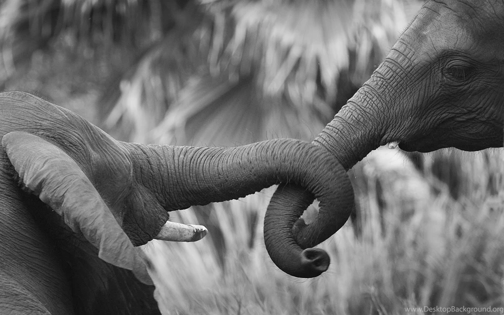 Elephant Computer Wallpapers, Desktop Backgrounds