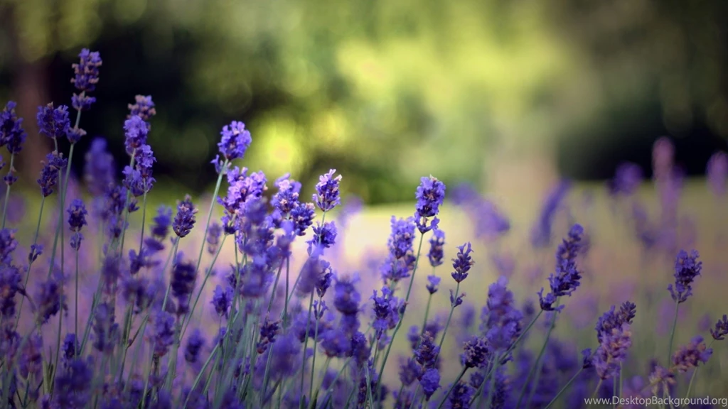 Download Wallpapers 1920x1080 Flowers, Field, Nature, Herbs, Beauty ...