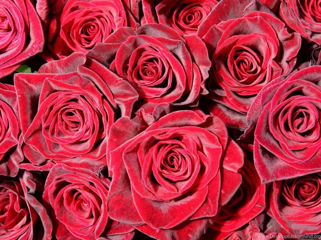 Beautyfull Flower Christmas Pics Android