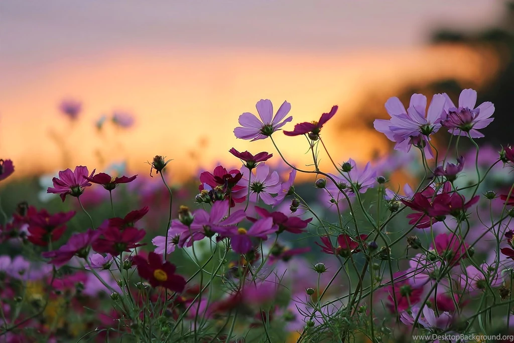 Flower Nature Sunset Beauty Backgrounds Wallpapers Widescreen Full ...