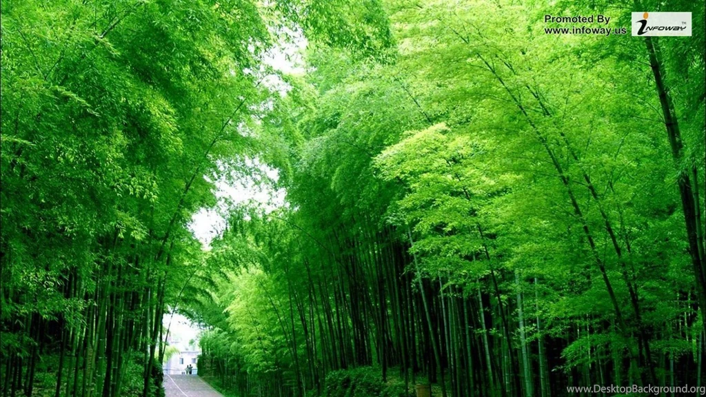 Fresh Nature Images Photo 303 Of 354