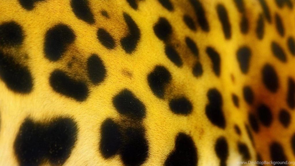 Animals Leopard Skin Hd Wallpapers (