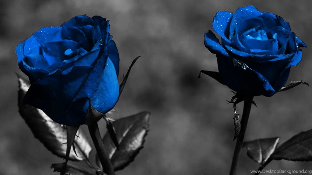 Blue Rose Wallpapers Free Download   Widescreen HD Wallpapers