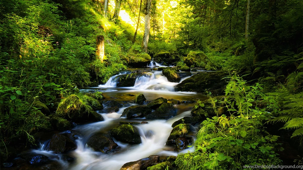 Rainforest Wallpapers