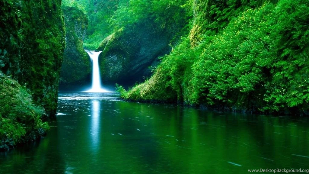 Hq Forest Rainforest Wallpapers Hq Backgrounds Hd Wallpapers