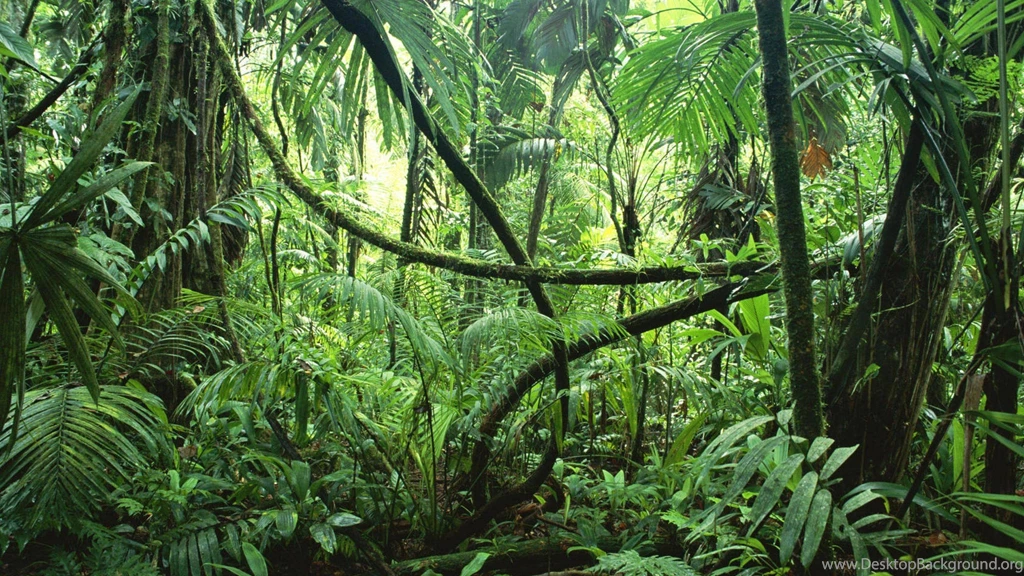 Selva Jungle Rainforest Trees Liana Plants