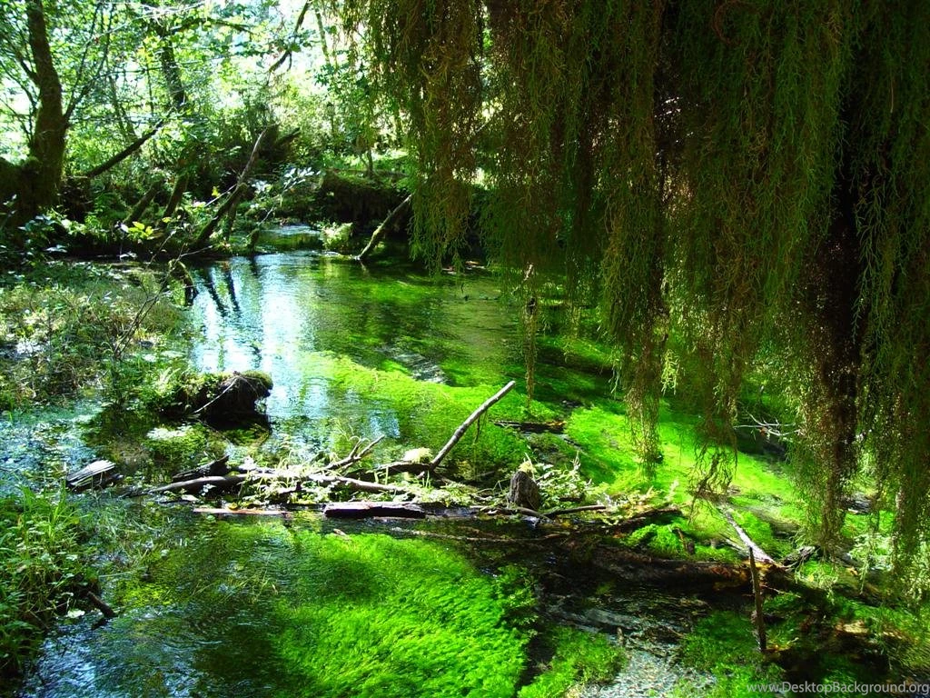 Rainforest Pictures Wallpapers
