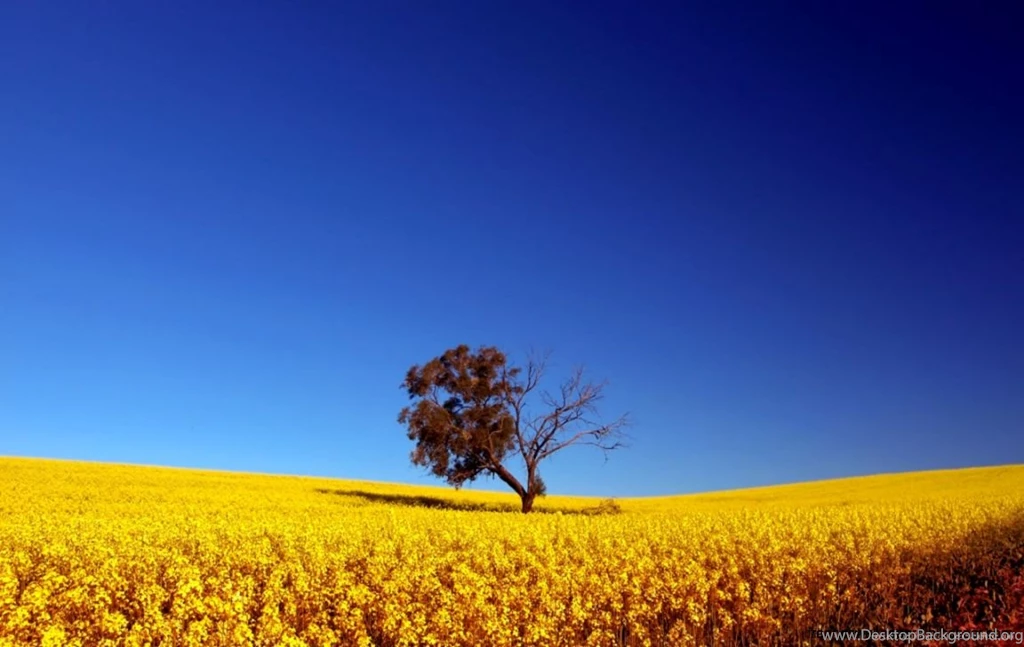 Best Desktop Wallpapers Sites