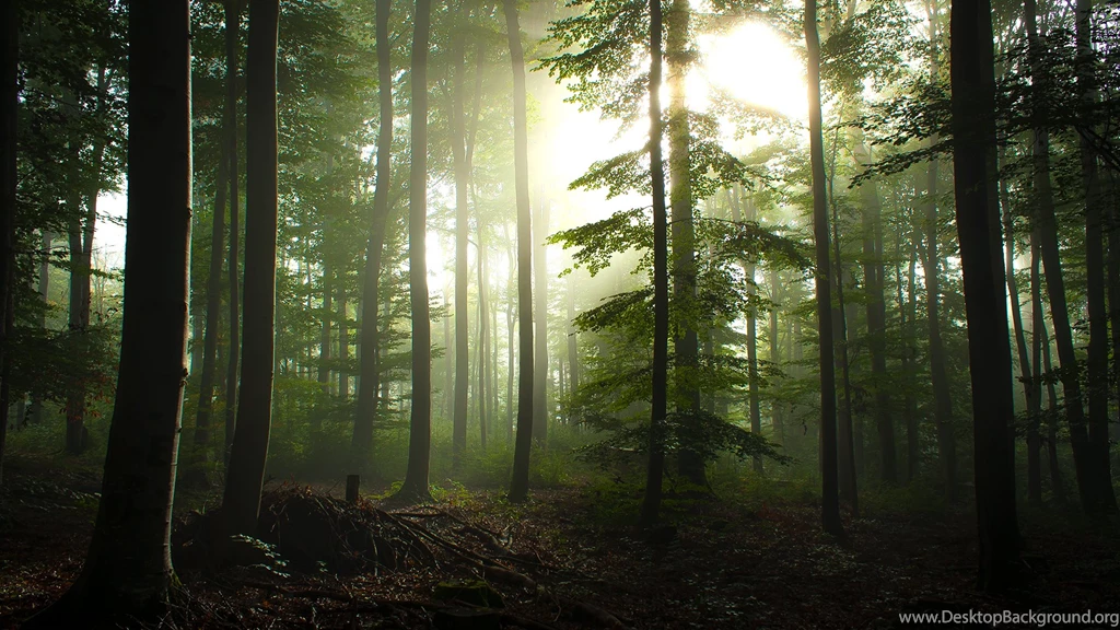 Rainforest Wallpapers